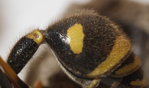 Eumenes sp.
